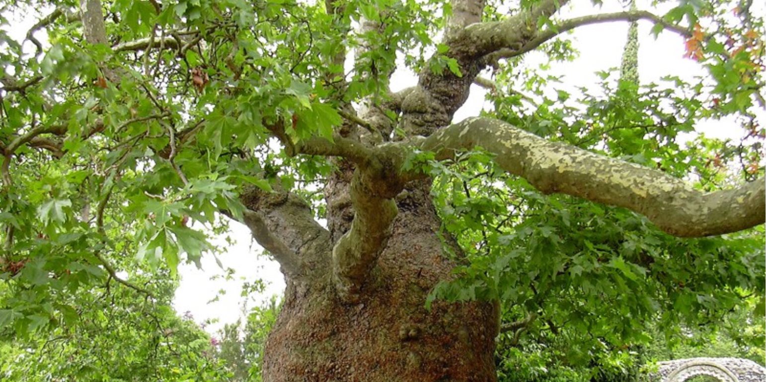 Дерево Платан в Турции